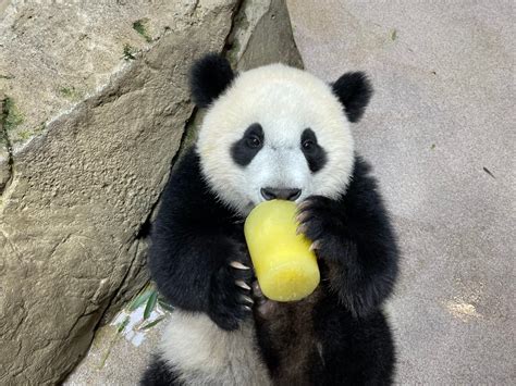 The National Zoos Baby Panda Is Turning One Heres How To Celebrate