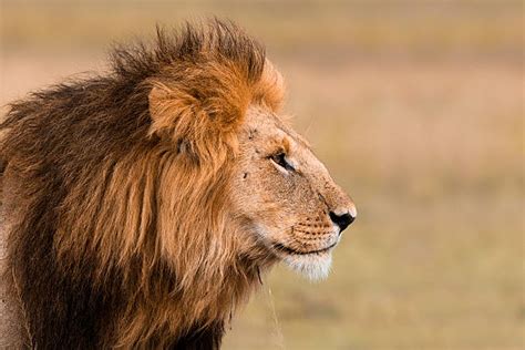 Lion Profile Stock Photos Pictures And Royalty Free Images Istock