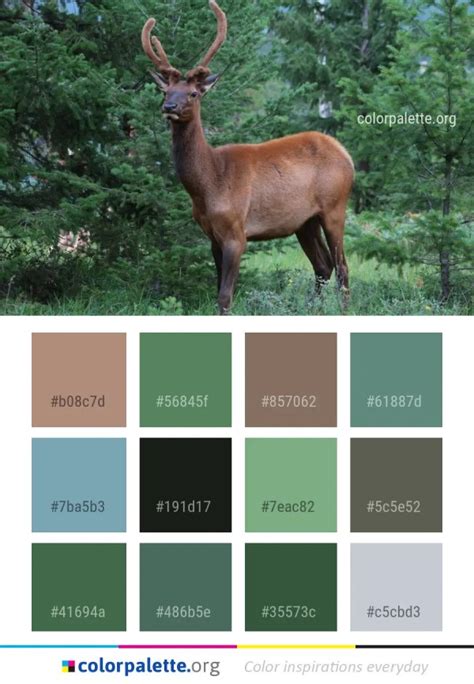 Wildlife Deer Mammal Color Palette
