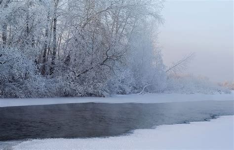 Hd Wallpaper Photo Of Snowy Terrain And Tall Trees Taken Near Body Of