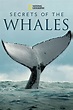 Secrets of the Whales (TV Series 2021-2021) - Posters — The Movie ...