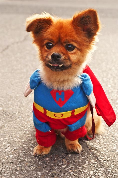 Cute Dog Costumes For Halloween