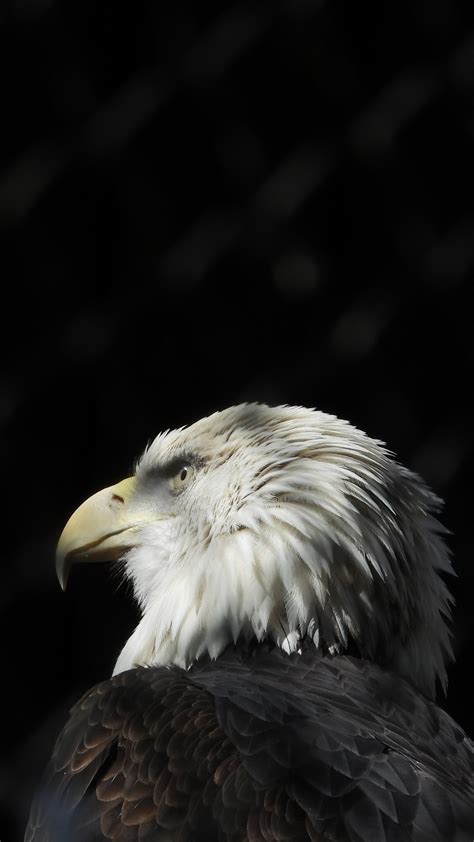 Обои белоголовый Орлан Орел клюв птица хищная птица для Iphone 6s