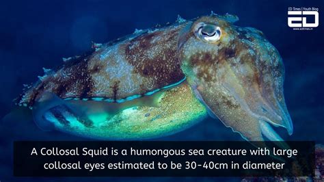 In Pics The Most Deadly Creatures Found Underwater That Are Still