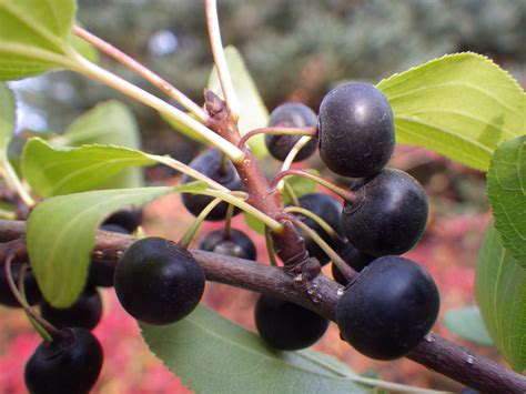 Dioecious Fruit Trees Fruit Trees