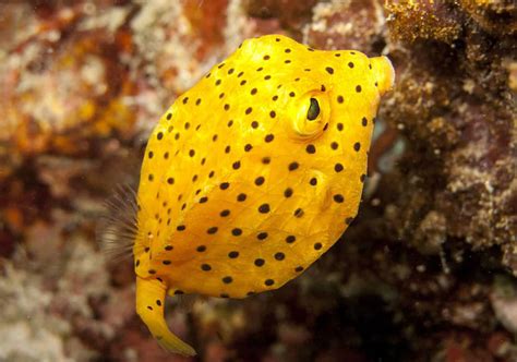 Yellow Boxfish Ostracion Cubicus Fish Laboratory