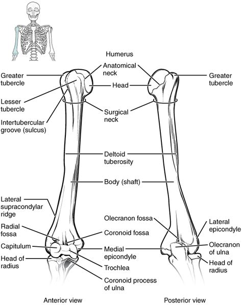 This Diagram Shows The Bones Of The Upper Arm And The Elbow Joint The