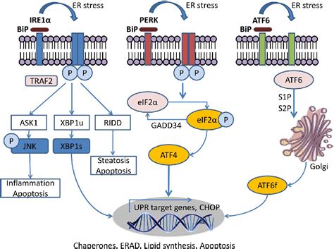 Figure 1 From Nonalcoholic Fatty Liver Disease And Endoplasmic