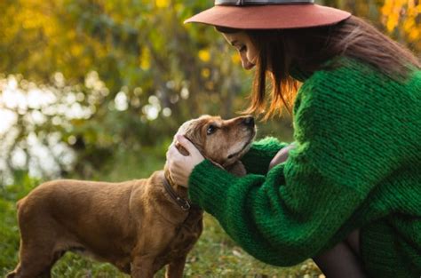 Neurological Study Reveals Powerful Effect Petting Dogs Has On Brain