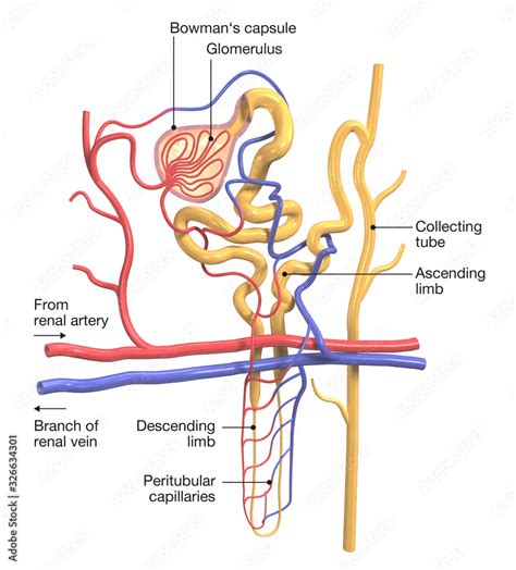 Nephron Structure In Kidney Labeled Medically 3d Illustration