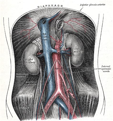 You mean the 3 branches of the aortic arch. Abdominal aorta - Wikipedia
