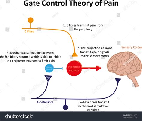 In the gate control theory, the experience of pain depends on a complex interplay of these two systems as they each process pain signals in their own way. What is gate control theory. The Gate Control Theory of ...