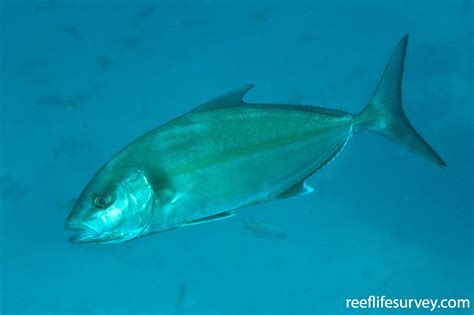 Seriola Dumerili Amberjack