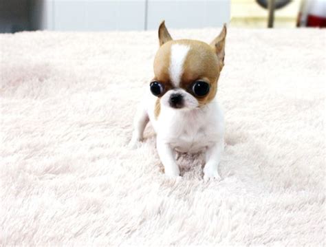 Apple Head Chihuahua Full Grown Pets Lovers