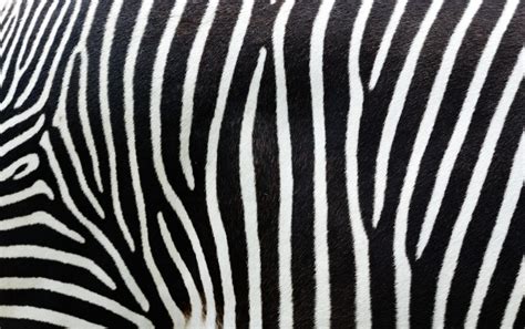 Patterns In Nature How The Zebra Got Its Stripes Csiroscope