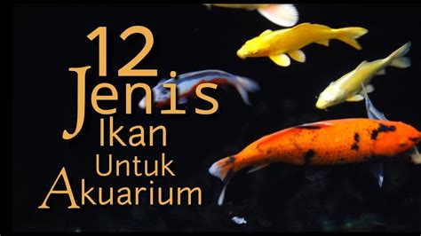 Angelfish family pomacanthidae diet dan feeding. 12 Jenis Ikan Air Tawar Untuk Akuarium - YouTube