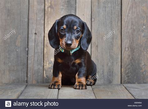 Dachshund puppies have long sausage shaped bodies, which has given rise to the nickname, sausage dog everything you want to know about dachshund they get along with other dogs or animals especially cats, and their docile personality makes them a good companion for children. Short-haired Dachshund, Short-haired sausage dog, domestic dog (Canis lupus f. familiaris ...