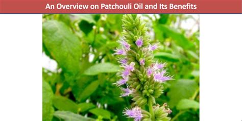 An Overview On Patchouli Oil And Its Benefits