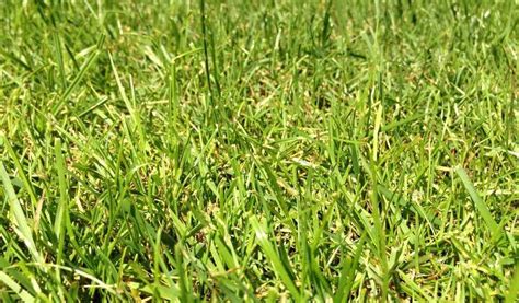 Centipede Grass Eremochloa Ophiuroides Lawn Care Gardendi