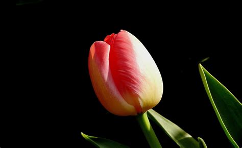 Tulip Flower Wallpaper Hd In Black Background Best Flower Site