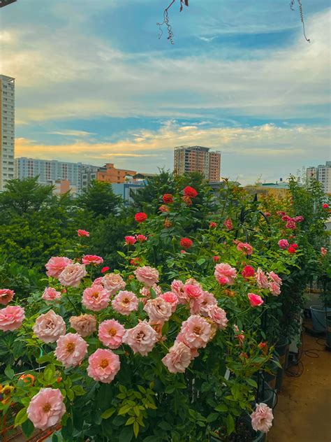Điểm đến ảnh Vườn Hoa Hồng đẹp Cho Ngày Cuối Tuần