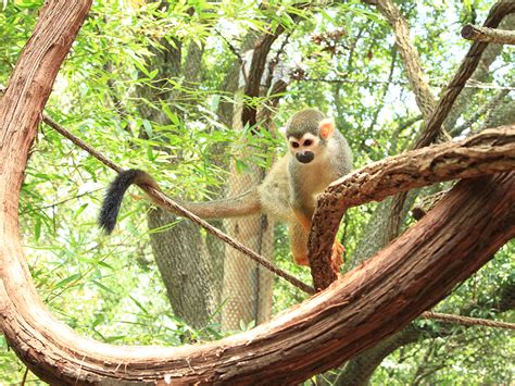 Squirrel Monkey Alexandria Zoo
