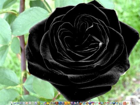 roses black roses