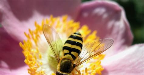 We did not find results for: Como fazer uma abelha com bola de isopor | eHow Brasil