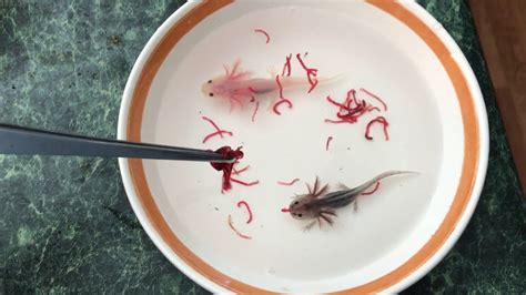 How To Take Care Of An Axolotl Baby Gema Gruber