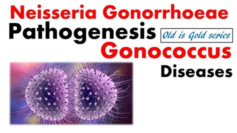 Neisseria Gonorrhoeae Microbiology Pathogenesis Infection Lab Sexiz Pix