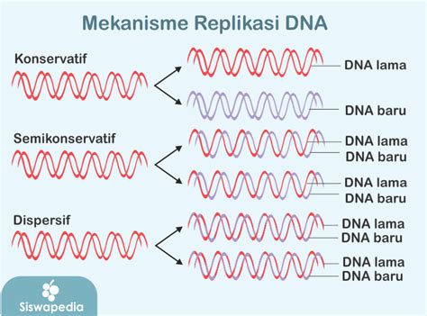 Proses Atau Mekanisme Replikasi Dna Siswapedia