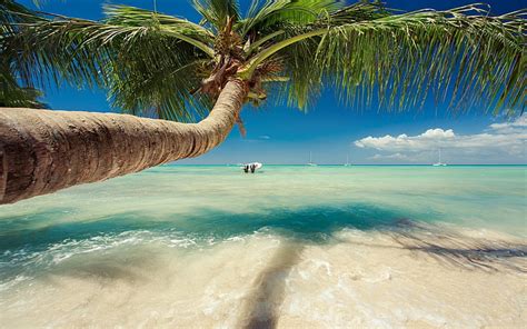 Hd Wallpaper Green Coconut Palm Tree Nature Landscape Beach