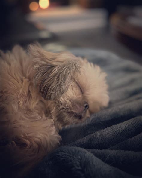 Sleepy Lulu Rrarepuppers