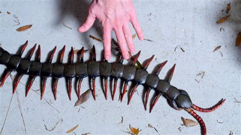 Worlds Largest Centipede Youtube