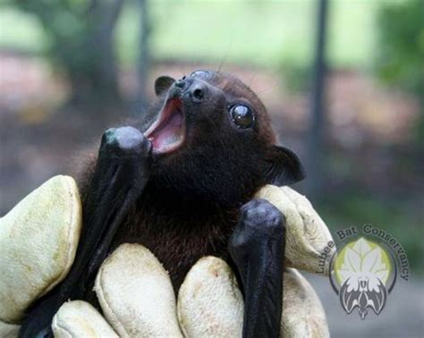 Lubee Bat Conservancy Zooborns