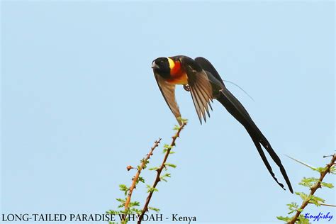 Names of mountains ranges in africa map. (Species# 899a) Long-Tailed Paradise Whydah - [ Buffalo Sp… | Flickr