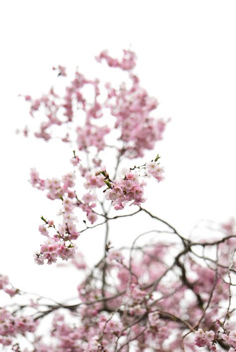 Pink Cherry Blossom On White Background · Free Stock Photo