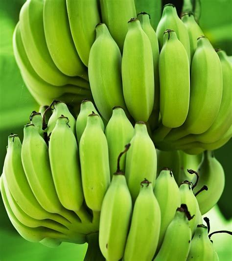 We All Consume Yellow Bananas Regularly But Green Bananas Also Have