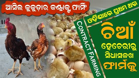 ଆସିଲ କୁକୁଡ଼ାର କଣ୍ଟ୍ରାକ୍ଟ ଫାର୍ମ desi chicken contract farming in odisha aseel youtube