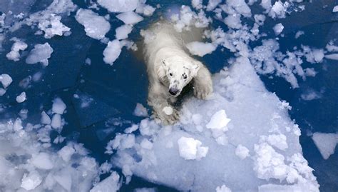 Polar Bear Ursus Maritimus About Animals