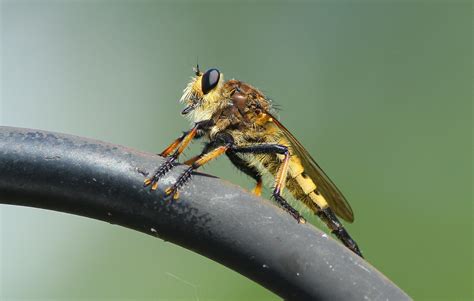 robber fly i took this photo using a canon t2i with a 300m… flickr