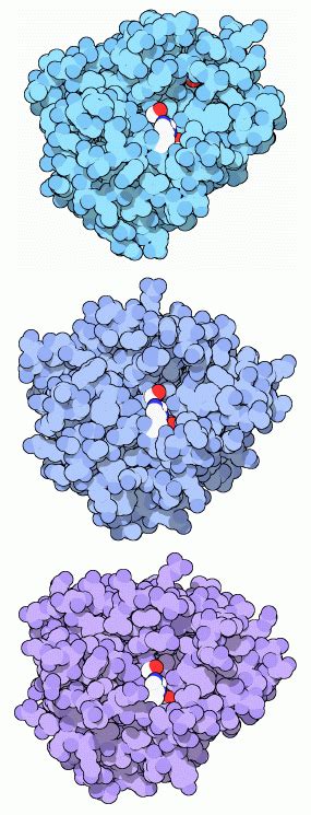 An enzyme that causes proteins to break into smaller pieces 2. Trypsin