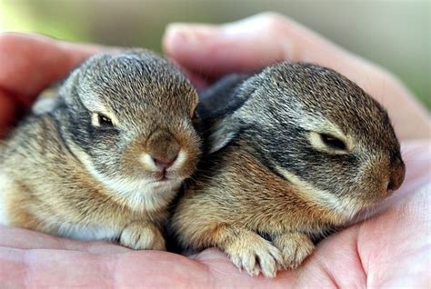 Baby Bunnies By Derrick Neill Baby Bunnies Baby Skunks Rabbit