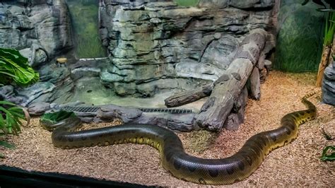 Longest Snake In The Hisssstory Of Milwaukee County Zoo
