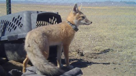 Tribes Reintroduce Swift Fox To Northern Montanas Fort Belknap