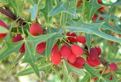 Photo Of The Fruit Of Agarita Berberis Trifoliolata Posted By