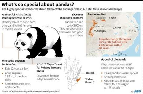 Eats Shoots And Rarely Breeds Giant Pandas Still At Risk