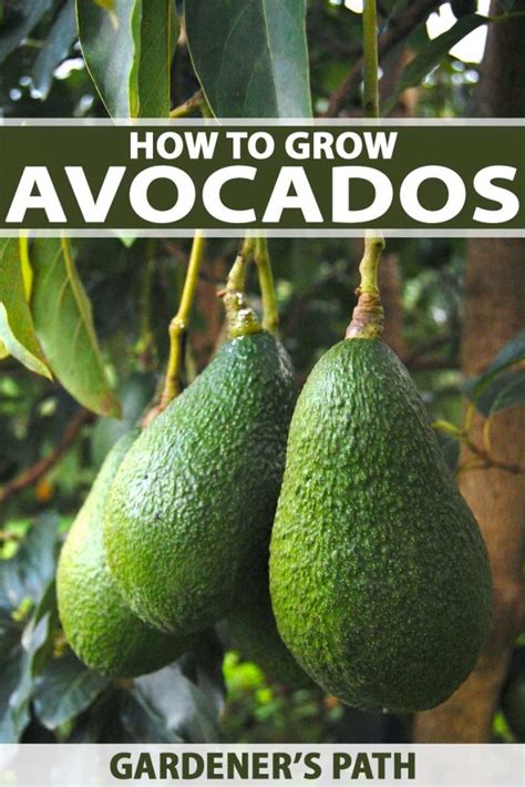 How To Grow And Care For Avocado Trees Luxe Abode