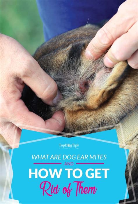 What Are Dog Ear Mites And How To Get Rid Of Them Naturally