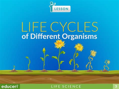 Life Cycles Of Different Organisms Lesson Plans